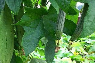 网红吃的水瓜图片,水瓜美食大揭秘