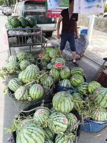 遵义网红吃瓜事件,一场网络舆论的风暴与反思