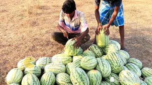 吃瓜网丽江网红,吃瓜网上的璀璨明星