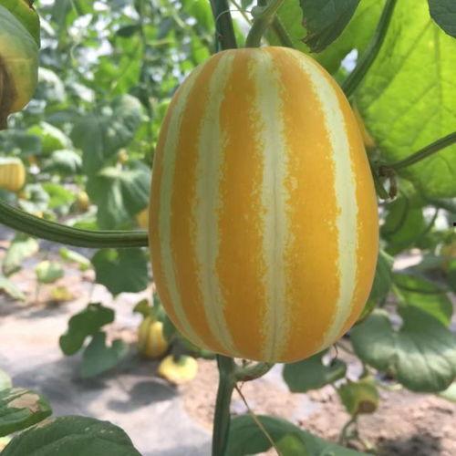 网红吃瓜在哪买的东西,揭秘网红们都在哪里购买的热门美食