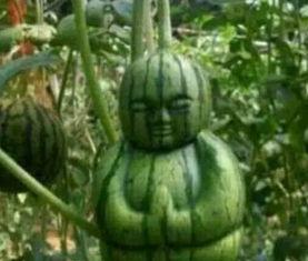 博乐网红吃瓜事件真相,揭秘背后真相与网络舆论的反思