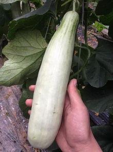 蠡县网红都有谁吃瓜