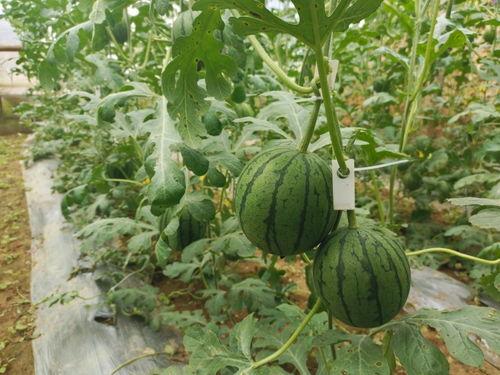 吃瓜网5.1,盘点年度最热话题与幕后真相