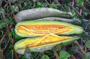 舒城网红吃瓜,揭秘网络红人的幕后故事