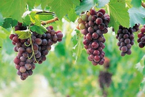 网红吃瓜葡萄图片大全集,图集大揭秘！